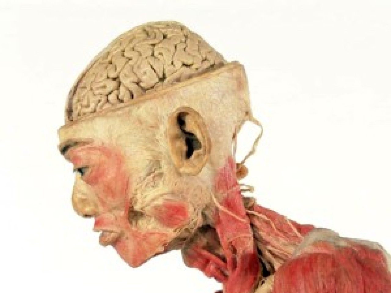 Le succ&egrave;s populaire de l&rsquo;exposition &laquo; Our body &raquo;