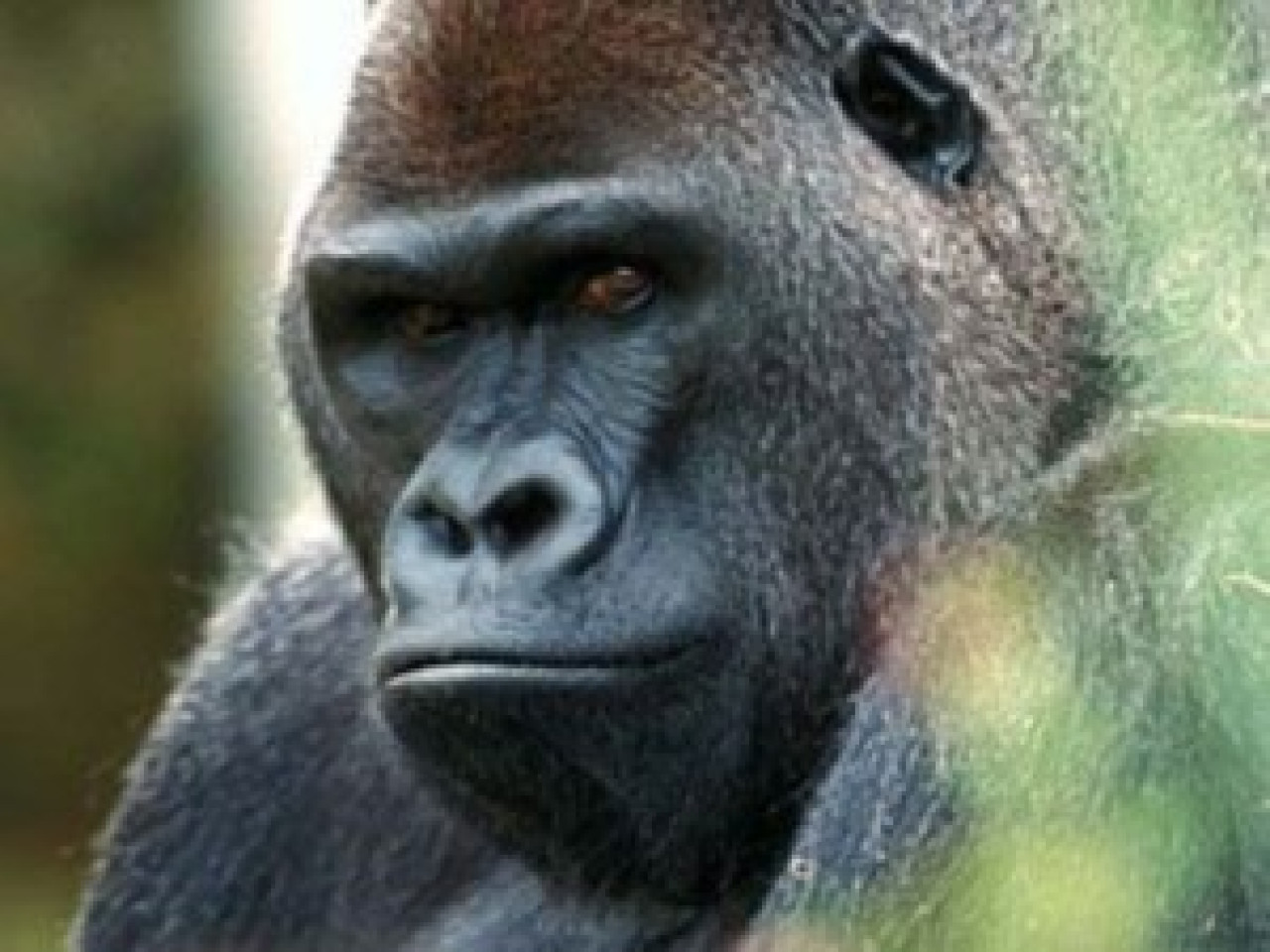 Le zoo de Saint-Martin-la-Plaine a perdu sa mascotte Le zoo de Saint-Martin-la-Plaine a perdu sa mascotte