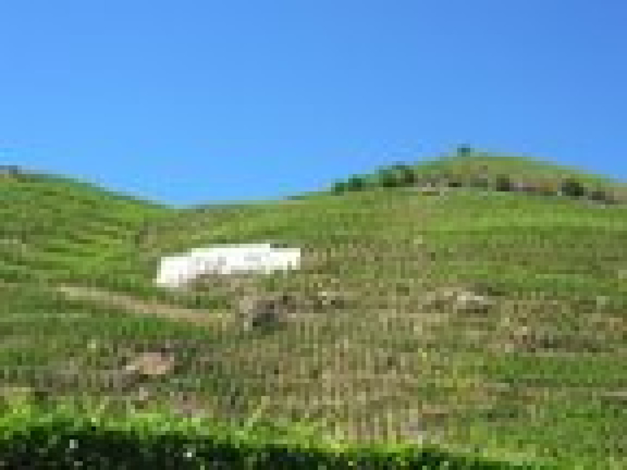 Les vignerons du Beaujolais croisent les doigts et regardent le ciel