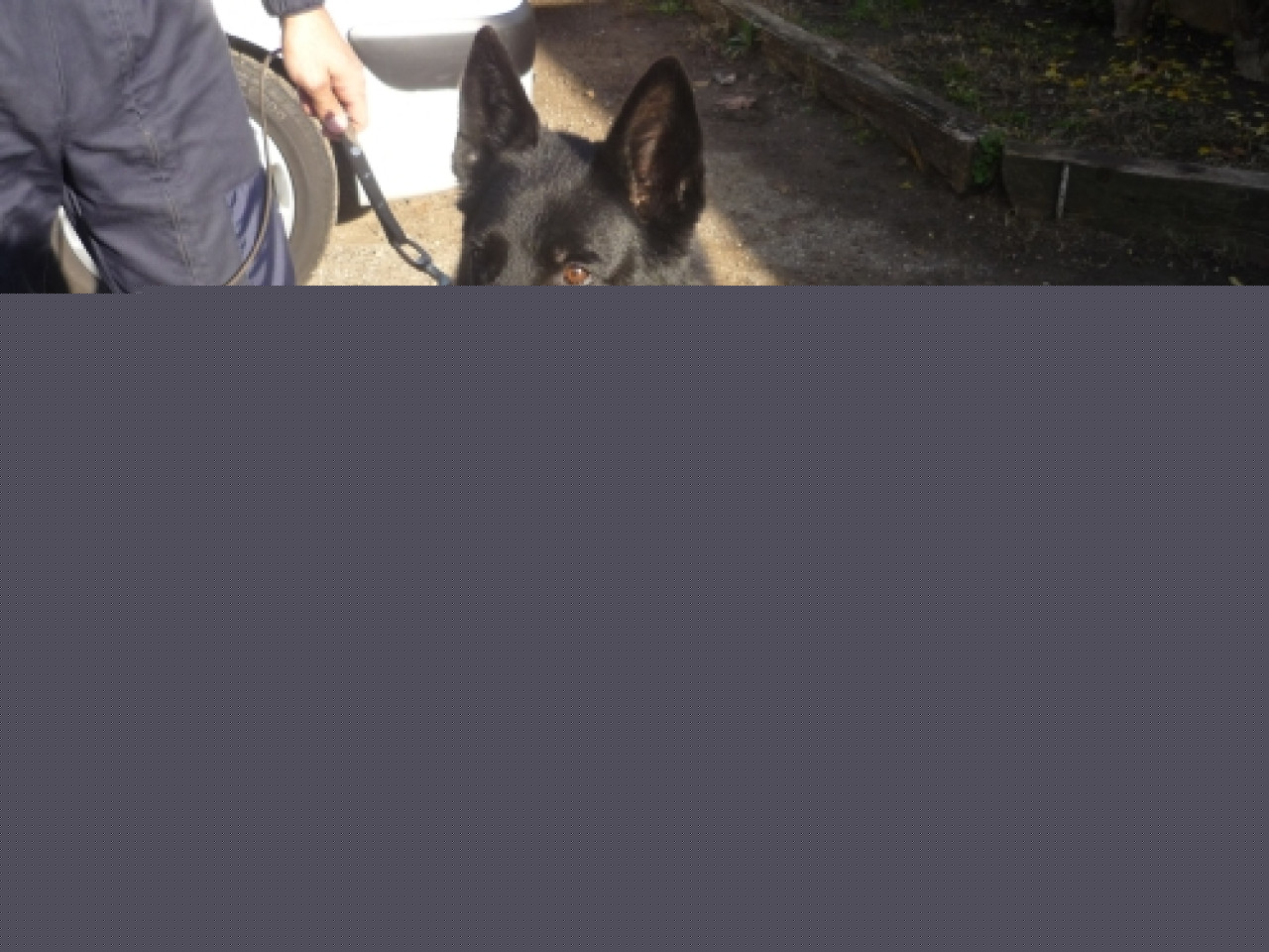 Nouvelle attaque de chien Nouvelle attaque de chien