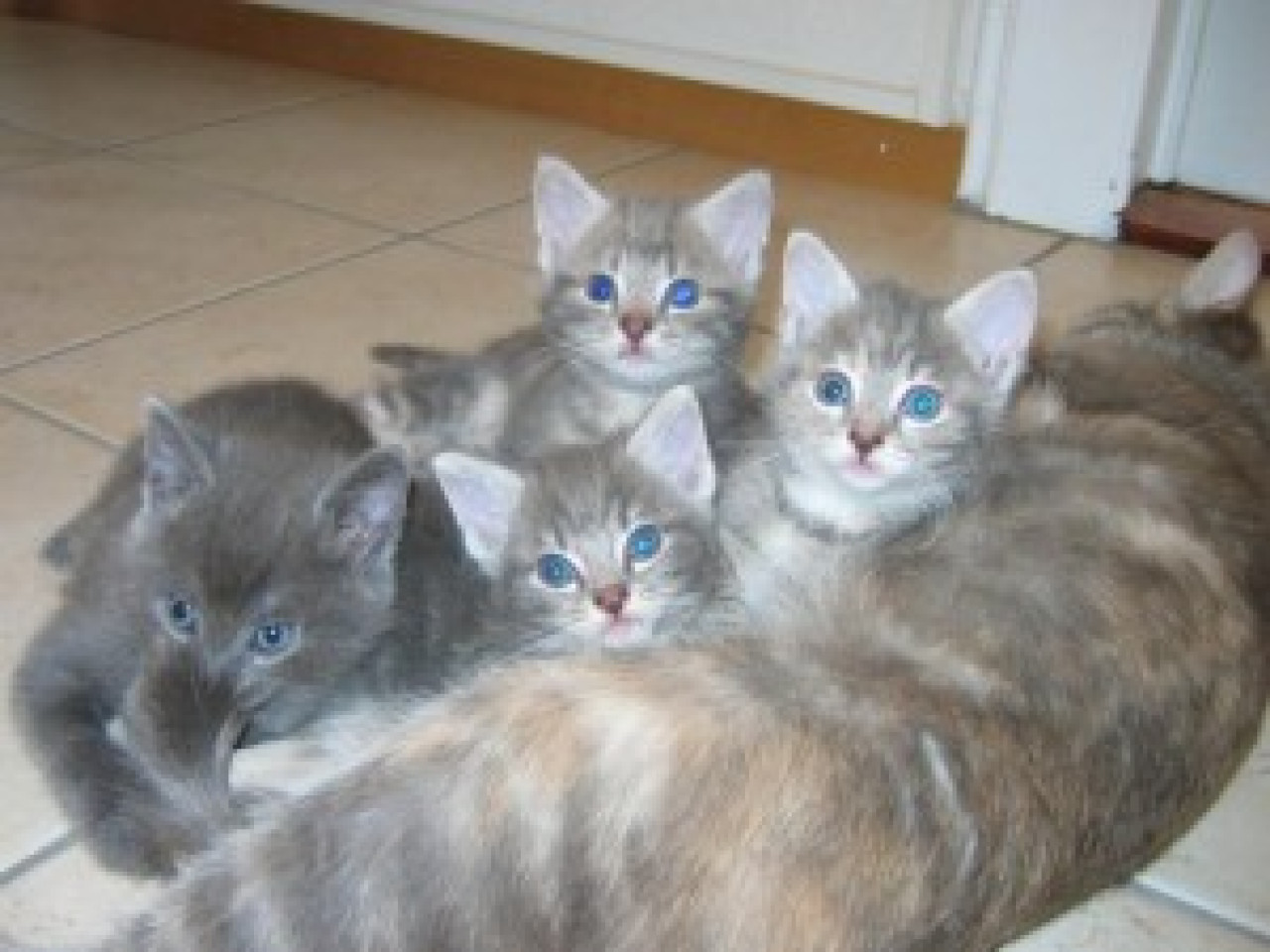 Quand les chats sauvent des vies Quand les chats sauvent des vies