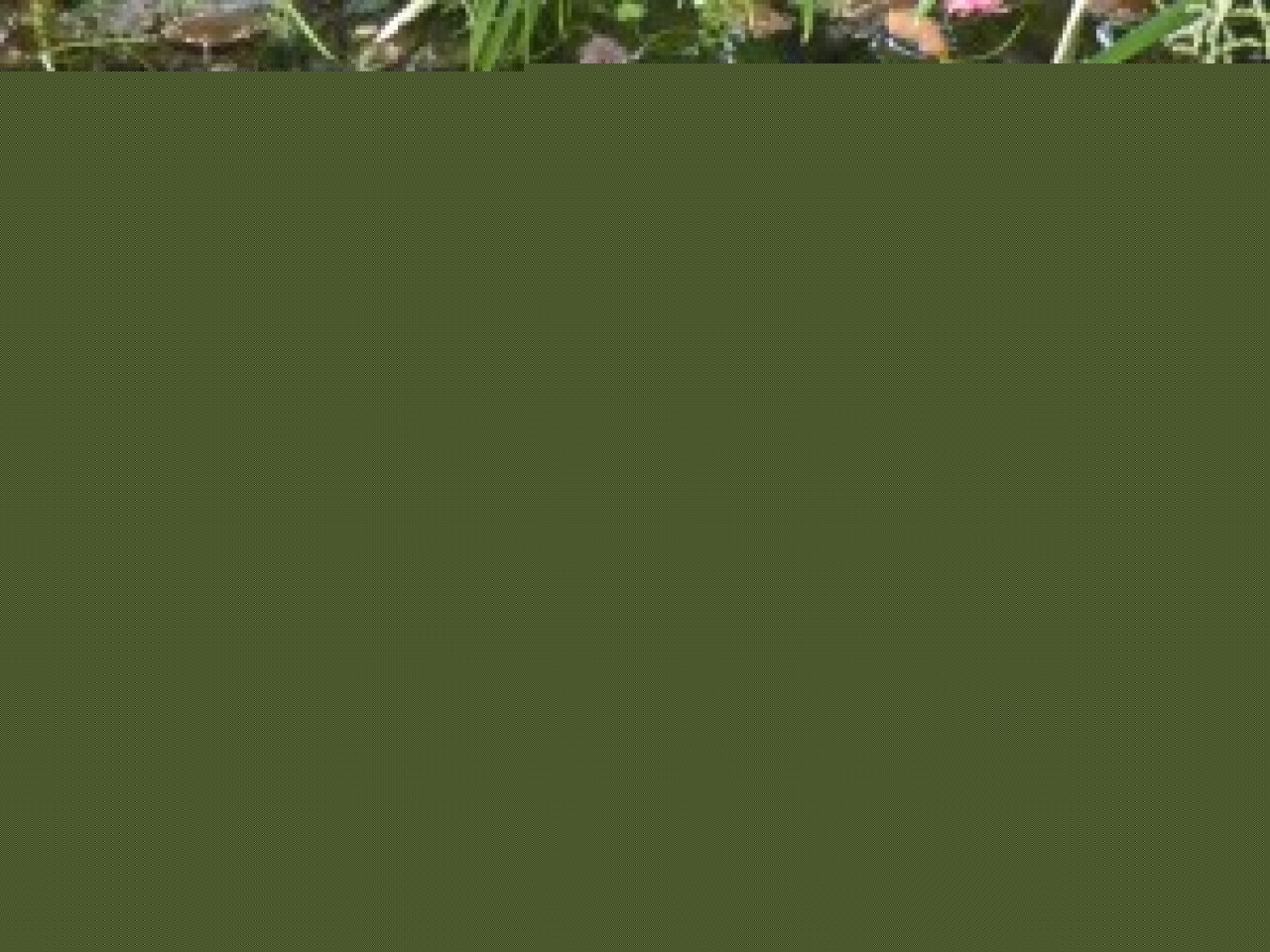 Un parc naturel pour la Dombes