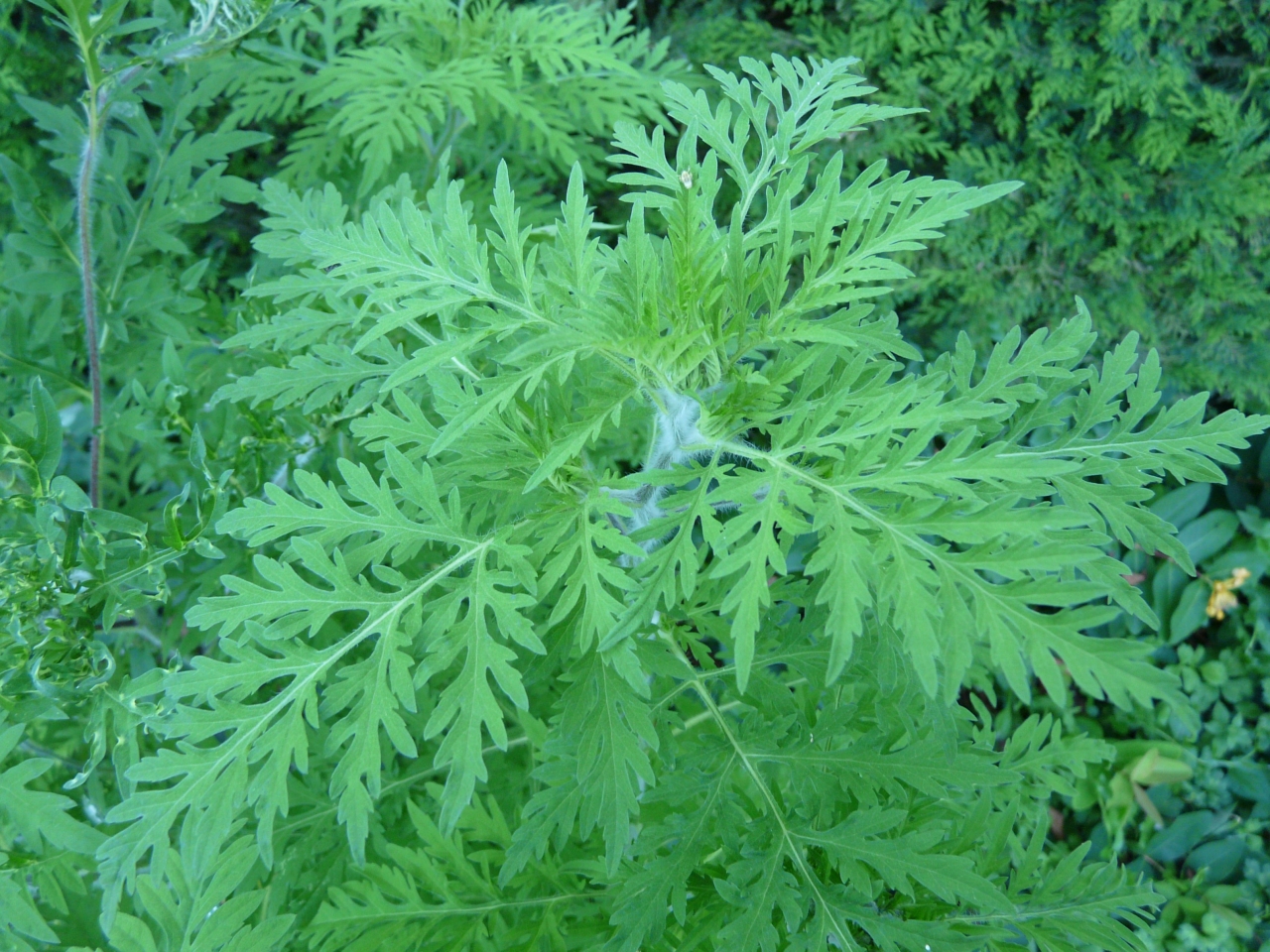 Le Grand Lyon prévient de nouveau contre le risque d’allergie à l’ambroisie
