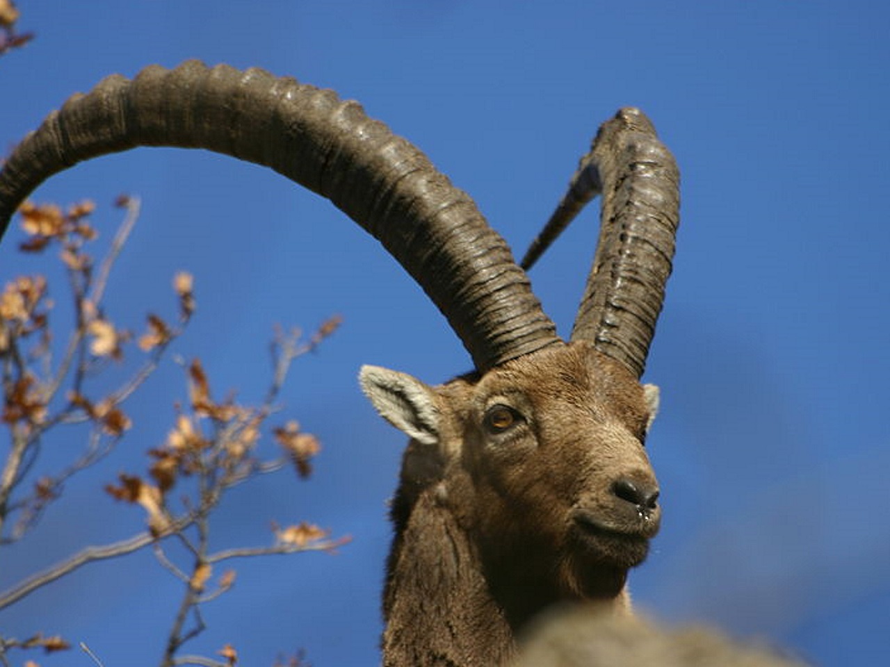 Un bouquetin aperçu près de Lyon ? Un bouquetin aperçu près de Lyon ?