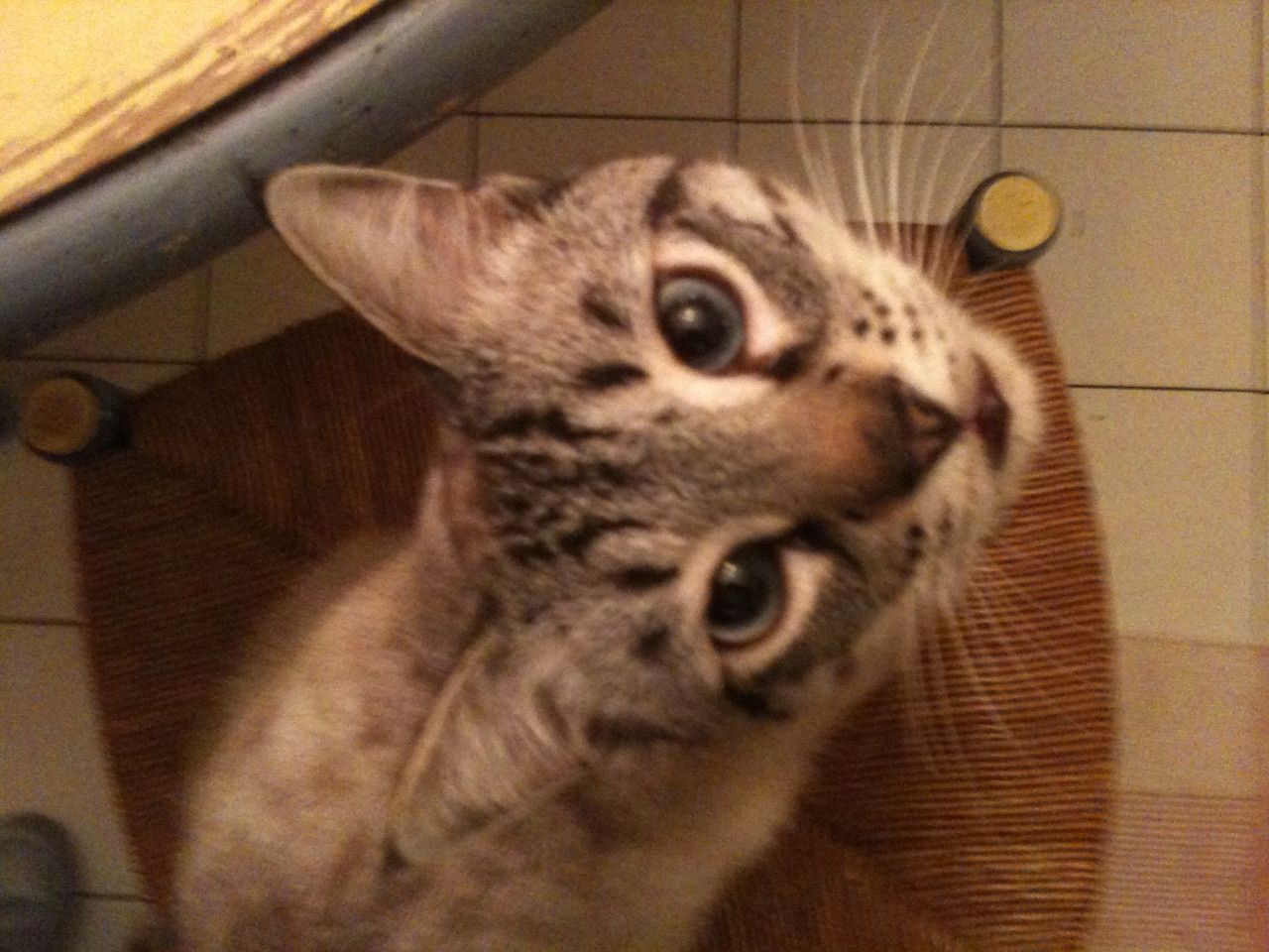 Rhône : elle trouve un chaton dans son moteur, un garagiste appelé à la rescousse Rhône : elle trouve un chaton dans son moteur, un garagiste appelé à la rescousse