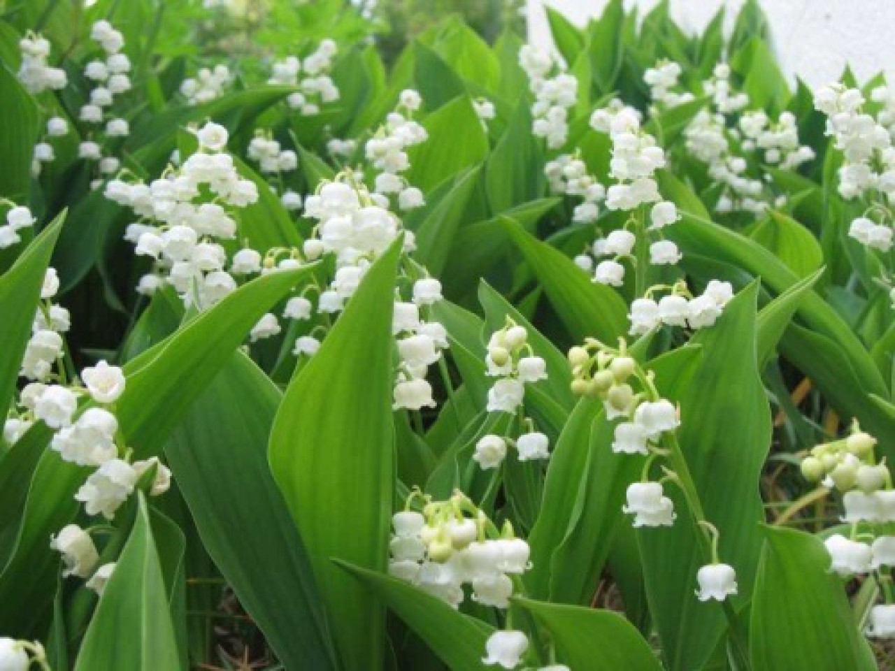 1er mai : peut-on vendre du muguet dans les rues de Lyon ?