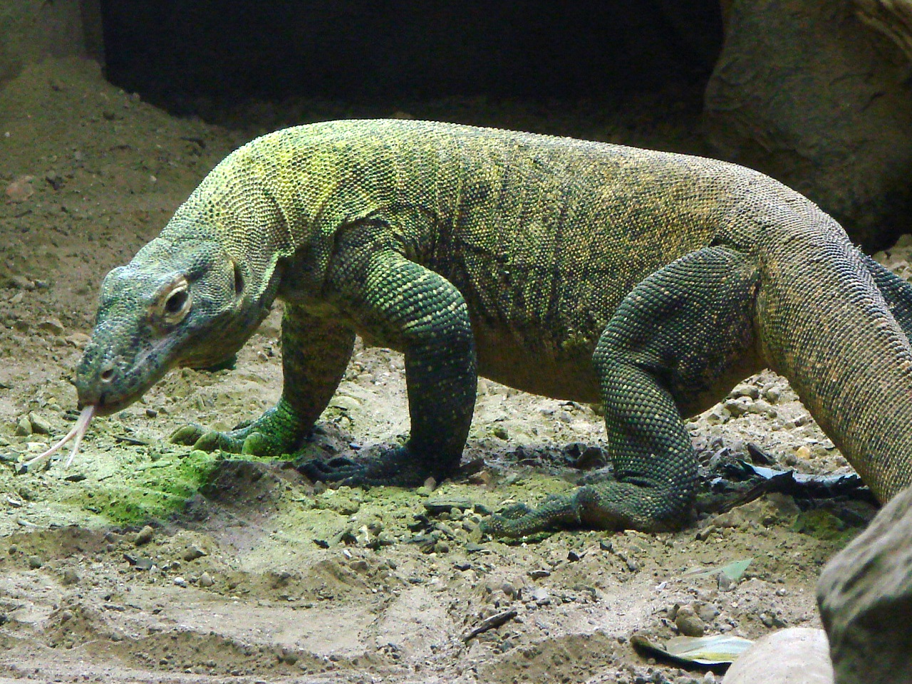 Rhône-Alpes : un dragon de Komodo volé à la Ferme aux crocodiles de Pierrelatte Rhône-Alpes : un dragon de Komodo volé à la Ferme aux crocodiles de Pierrelatte