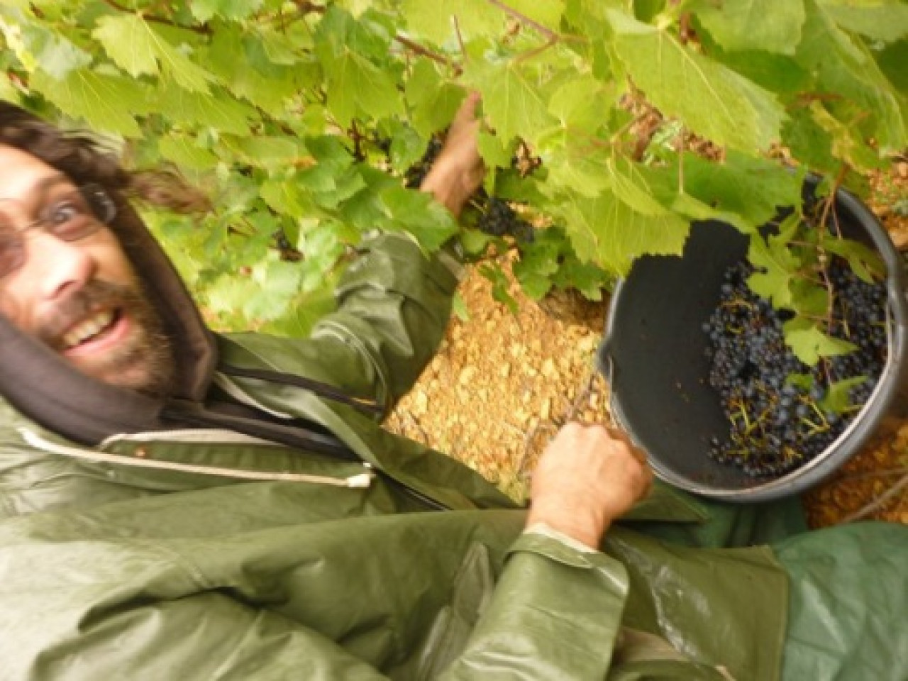 Beaujolais : les vendanges débuteront le 7 septembre Beaujolais : les vendanges débuteront le 7 septembre