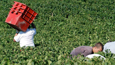 Des postes à pourvoir dans la région pour les vendanges | mLyon