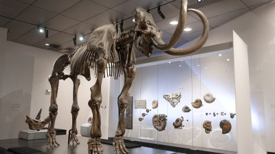 Il était une fois Lyon : l'histoire du mammouth de la Montée de Choulans, exposé au musée des Confluences | mLyon