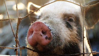 L214 dénonce un abattoir près de Lyon | mLyon