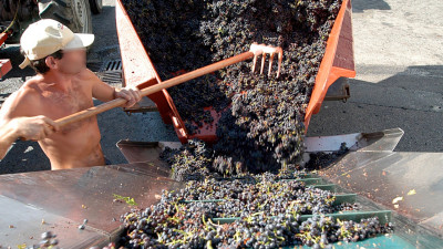 Les premières dégustations sont tombées : le Beaujolais 2025 crée déjà l'attente | mLyon