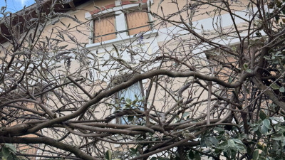 Lyon : le festival des Glycines... sans glycines | mLyon