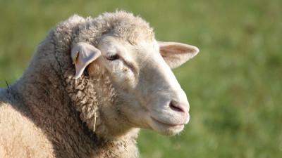 Près de Lyon : un éleveur condamné pour avoir laissé ses moutons sans eau ni nourriture | mLyon