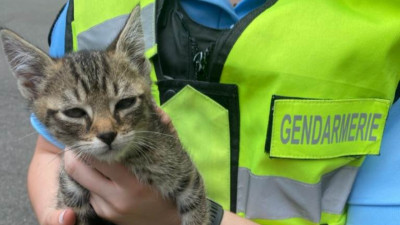Rhône : les gendarmes sauvent un chaton après un accident de la route sur l'A89 | mLyon