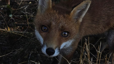 Tassin-la-Demi-Lune : menacé d'abattage après plusieurs morsures, un jeune renard au coeur d'un bras de fer | mLyon