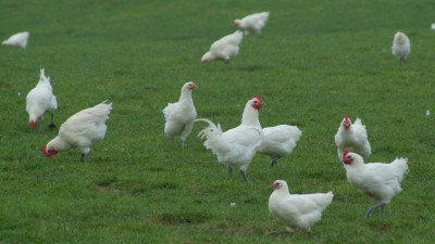 Un foyer de grippe aviaire détecté dans le Rhône | mLyon