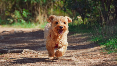 Une consultation lancée sur la place des chiens en ville à Lyon | mLyon