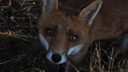 Tassin-la-Demi-Lune : menac&eacute; d&rsquo;abattage apr&egrave;s plusieurs morsures, un jeune renard au c&oelig;ur d&rsquo;un bras de fer
