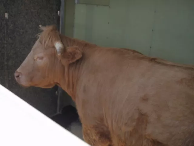 La vache rebelle de Dommartin a pris la direction du Loir-et-Cher