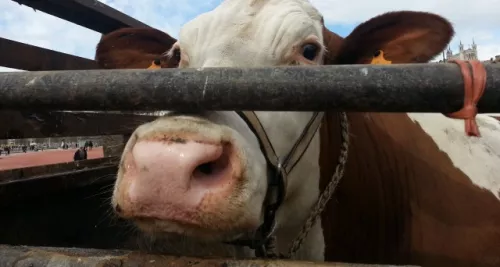 Le Salon de l’Agriculture démarre samedi à Paris