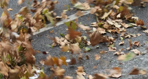 La Fête des Feuilles débute samedi à Lyon