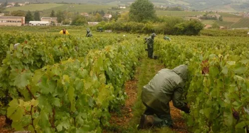 Vendanges : les bungalow Pôle Emploi en place le 24 septembre