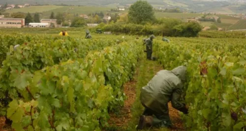 Coup d'envoi ce mardi des vendanges dans le Beaujolais