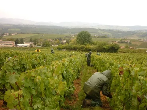 Beaujolais : les vignes encore touchées par la grêle